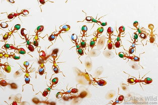 自私的蜜蜂，懒惰的蚂蚁？—— 颠覆传统寓言的蚁群真相