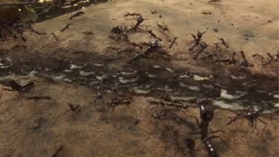 超微观战域 蚁族文明的自毁博弈