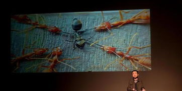 超个体 自组织下的蚂蚁群体智能