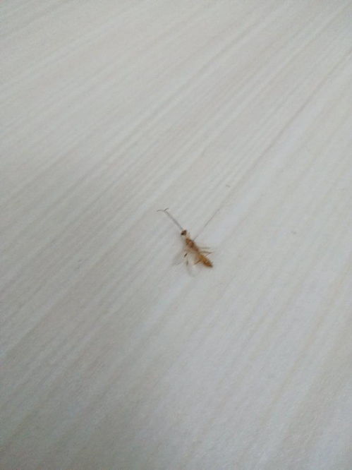 警惕家居不速之客 识别与应对带翅褐色蚂蚁入侵