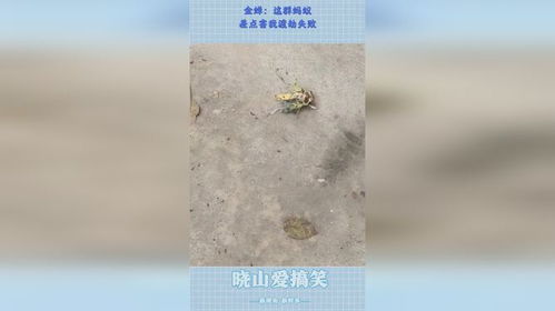 金蝉渡劫记 那群蚂蚁，差点让我功亏一篑