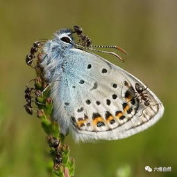 寄居与远行 灰蝶幼虫与蚂蚁的共生协奏曲